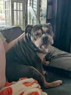 Herplaatsing Engelse bulldog, Particulier, Buitenland, Teef, Bulldog