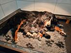 Mooie berner sennen pups met stamboom HD en ED vrij, Nederland, CDV (hondenziekte), Meerdere, Meerdere dieren