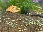 Aanbieding Crazy Blue Caridina garnalen, Dieren en Toebehoren, Kreeft, Krab of Garnaal