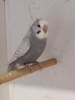 Te koop grijze spangle mannen grasparkieten, Dieren en Toebehoren, Vogels | Parkieten en Papegaaien, Mannelijk, Parkiet, Geringd