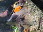 Maanvissen, Dieren en Toebehoren, Vissen | Aquariumvissen, Vis