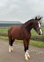 Super knappe 3,5 jarige nrps ruin, Dieren en Toebehoren, Ruin, 3 tot 6 jaar