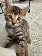 Bengaalse kittens, Dieren en Toebehoren, Katten en Kittens | Raskatten | Korthaar, Meerdere dieren, 0 tot 2 jaar