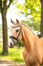 Super knappe palomino paard allrounder ruin te koop!, Dieren en Toebehoren, Paarden, Ruin, Dressuurpaard