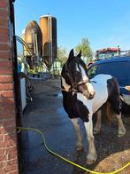 Verzorger gezocht voor lieve B-pony, Dieren en Toebehoren, Ophalen of Verzenden, Nieuw