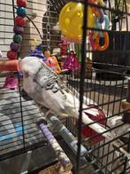 engelse grasparkiet, Dieren en Toebehoren, Vogels | Parkieten en Papegaaien, Mannelijk, Parkiet, Tam