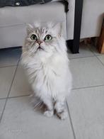 Dekkater.niet..Tekoop..  fel .Vif.testen.goed.stamboom., Dieren en Toebehoren, Katten en Kittens | Overige Katten, Kater