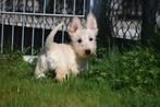 Schotse terrier pups scotie pup tarwe kleurig🐾🌸, Rabiës (hondsdolheid), Meerdere, 8 tot 15 weken, Meerdere dieren