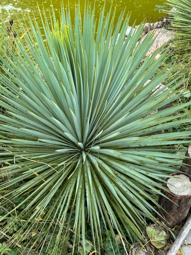 Prachtige Palmlelie (Yucca), Tuin en Terras, Planten | Tuinplanten, Vaste plant, Overige soorten, Volle zon, Zomer, Ophalen
