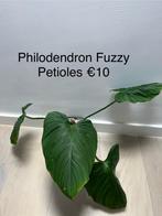Philodendron Fuzzy Petioles, Huis en Inrichting, Kamerplanten, Overige soorten, Minder dan 100 cm, Halfschaduw, Groene kamerplant