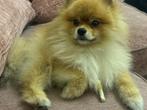 Pomeriaan hond, Dieren en Toebehoren, Reu, 1 tot 2 jaar, Eén hond, Nederland