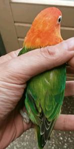 Prachtige piep jonge agapornis fisheri opaline groen split, Meerdere dieren, Dwergpapegaai of Agapornis, Geringd