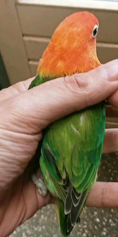 Prachtige piep jonge agapornis fisheri opaline groen split, Dieren en Toebehoren, Vogels | Parkieten en Papegaaien, Dwergpapegaai of Agapornis