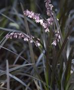 Zwart Gras in Pot - Siergras, Vaste plant, Siergrassen, Ophalen of Verzenden, Halfschaduw