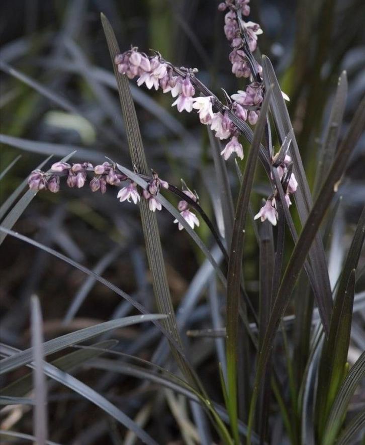 Zwart Gras in Pot - Siergras, Tuin en Terras, Planten | Tuinplanten, Vaste plant, Siergrassen, Halfschaduw, Zomer, Ophalen of Verzenden