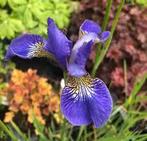 Tuinplanten Vaste planten blauwe Iris, Tuin en Terras, Zomer, Vaste plant, Overige soorten, Ophalen