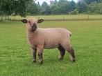 Hampshire Down schapen, Dieren en Toebehoren, Schapen, Geiten en Varkens, Vrouwelijk, Schaap