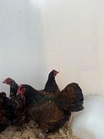 Prachtige mooie barnvelders dubbel gezoomd (kriel), Dieren en Toebehoren, Pluimvee