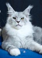 Maine coon dekkater met stamboom (vanuit rusland), Dieren en Toebehoren, Katten en Kittens | Raskatten | Langhaar, Kater, Gechipt