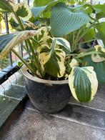 Hosta groen met wit eventueel met pot, Tuin en Terras, Planten | Tuinplanten, Ophalen, Vaste plant, Overige soorten, Halfschaduw