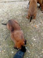 mechelse herder pups, België, Particulier, CDV (hondenziekte), 8 tot 15 weken