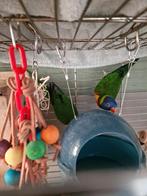 Koppel lori van de blauwe bergen, Dieren en Toebehoren, Vogels | Parkieten en Papegaaien, Meerdere dieren, Papegaai