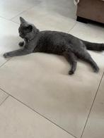 Britse korthaar kat te koop, Dieren en Toebehoren, Katten en Kittens | Raskatten | Korthaar, Kater
