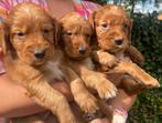 Lieve Irish Toller pups (Toller x Setter), Overige rassen, CDV (hondenziekte), 8 tot 15 weken, Meerdere dieren