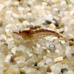 Wildkleur neocaridina garnalen., Dieren en Toebehoren, Vissen | Aquariumvissen, Kreeft, Krab of Garnaal, Zoetwatervis, Schoolvis
