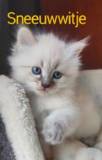 2 Siberische Boskat Kittens | Ras zuiver Hypoallergeen, Dieren en Toebehoren, Katten en Kittens | Raskatten | Langhaar, Poes, Ontwormd