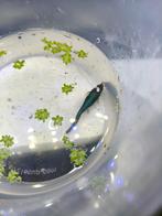 3 betta mannen en 5 vrouwen, Vis