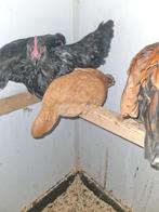 Mooie kipjes, Dieren en Toebehoren, Meerdere dieren, Kip