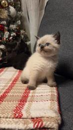 Ragdolls kittens, Meerdere dieren, Ingeënt