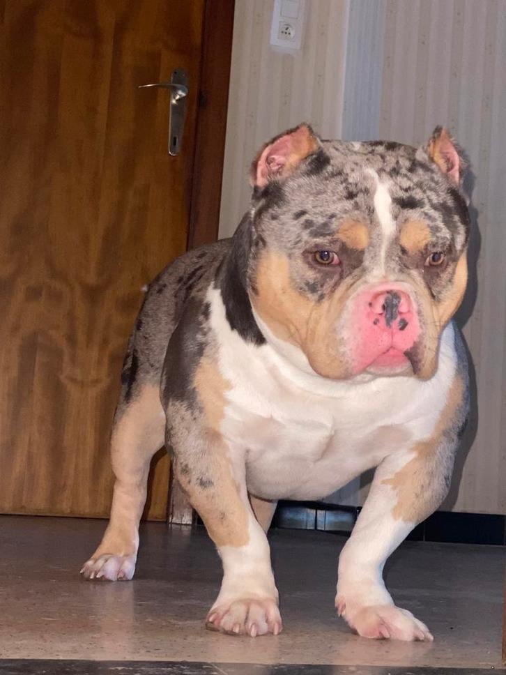 Blue tri color merle american pocket bully ter dekking, Dieren en Toebehoren, Honden | Dekreuen, Reu, Particulier, Eén hond, Nederland