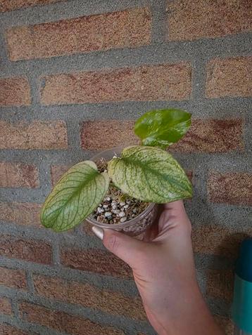 Monstera White Monster - TC gekweekt & Geacclimatiseerd beschikbaar voor biedingen