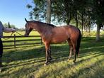 3,5 jarige D pony met veel potentie voor sport, Dieren en Toebehoren, Paarden, Merrie, Springpaard, Minder dan 160 cm, Gechipt