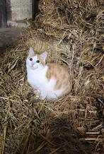 Boerderij katten, Dieren en Toebehoren, Katten en Kittens | Overige Katten, Kater, Kortharig