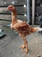 Maleier kip verkoop 5 maanden oud twee hanen een mooie hen, Dieren en Toebehoren, Pluimvee, Meerdere dieren, Kip