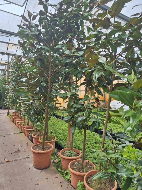 Magnolia grandiflora, Tuin en Terras, Planten | Fruitbomen, Lente, In pot, Ophalen