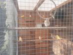 9 kanaries, Dieren en Toebehoren, Vogels | Kanaries, Meerdere dieren, Kleurkanarie