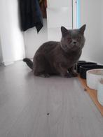 Kater en poesje herplaatsen, Dieren en Toebehoren, Katten en Kittens | Raskatten | Korthaar, Meerdere dieren, 0 tot 2 jaar