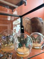 Vlinders in Stolp - Natuurlijke Decoratie, Huis en Inrichting, Ophalen of Verzenden