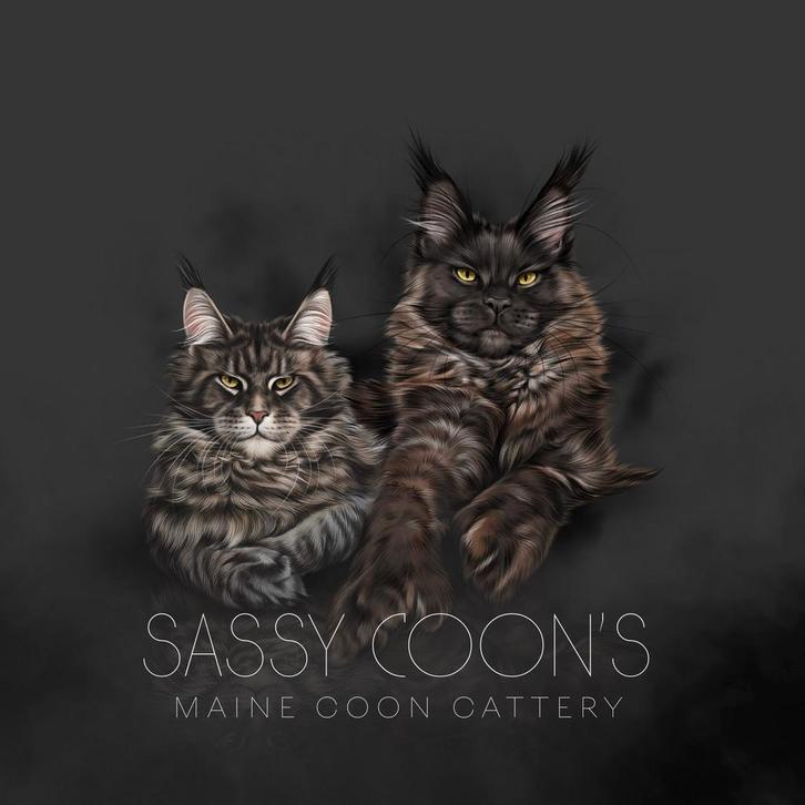 Maine coon kittens 😸, Dieren en Toebehoren, Katten en Kittens | Raskatten | Langhaar, Poes, 0 tot 2 jaar, Met stamboom, Gechipt