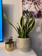 Planten met potten, Vaste plant, Bloeit niet, Halfschaduw, Ophalen