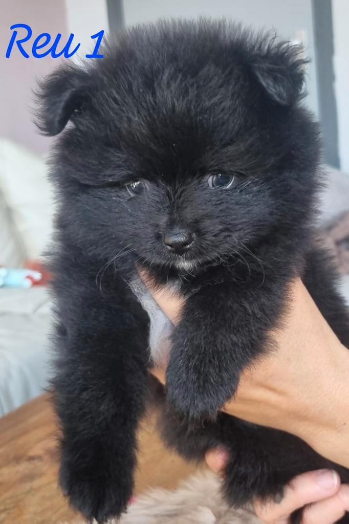 pomeriaans 2 teefjes en 2 reutjes beschikbaar, Dieren en Toebehoren, Honden | Chihuahua's en Gezelschapshonden, Meerdere dieren