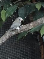 Te koop, jonge Senegal brilvogel man 2025, Dieren en Toebehoren, Mannelijk, Tropenvogel, Geringd