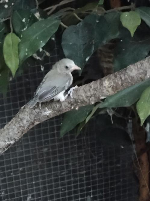 Te koop, jonge Senegal brilvogel man 2025, Dieren en Toebehoren, Vogels | Overige Vogels, Tropenvogel, Mannelijk, Geringd