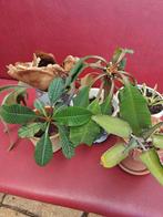 Bundel planta met pot, Huis en Inrichting, Kamerplanten, Ophalen, Halfschaduw, Minder dan 100 cm