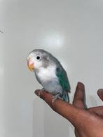 Jonge tamme baby agapornis ficheri, Geslacht onbekend, Dwergpapegaai of Agapornis, Geringd