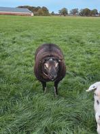 2 zeer mooie Dassenkop fokrammen., Dieren en Toebehoren, Schapen, Geiten en Varkens, Mannelijk, Schaap